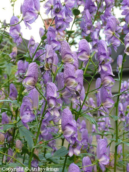 Aconitum 'Gteborg'